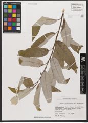 Foto von Salix wallichiana Andersson